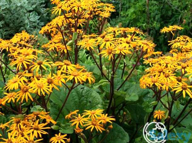 Бузульник Отелло, фотография 1