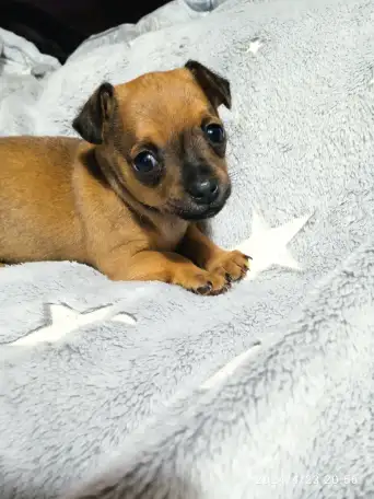 Продается щенок той терьера, фотография 2