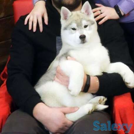 Щенок сибирский хаски, фотография 1