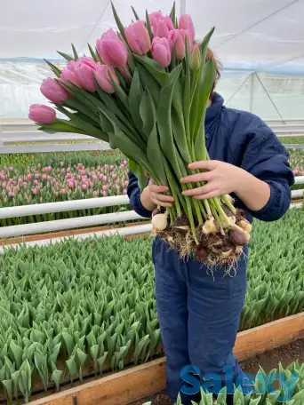 Тюльпаны оптом, фотография 1
