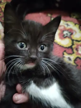 Отдам котят, фотография 2