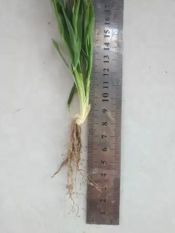 Продаю Ячмень Сорт Атлин Канадский В Меркенском районе, фотография 13