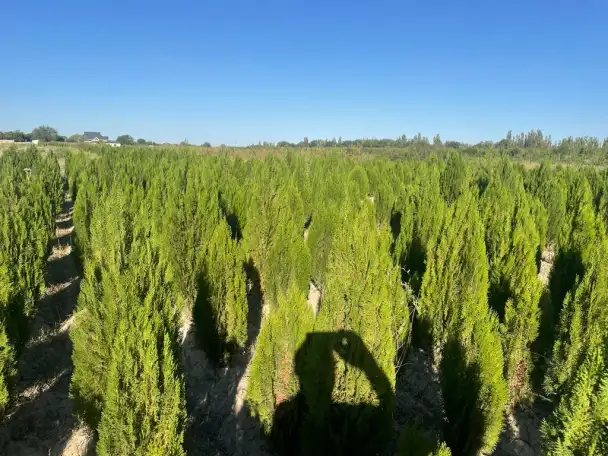 Саженцы Туя Можевельник Карагач., фотография 3