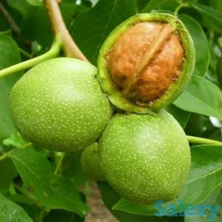 Саженец грецкого ореха 