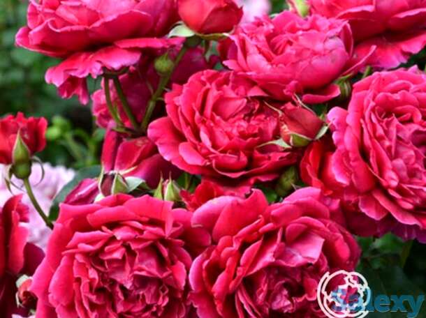 Роза зайед оф абу-даби, гийо, фотография 1