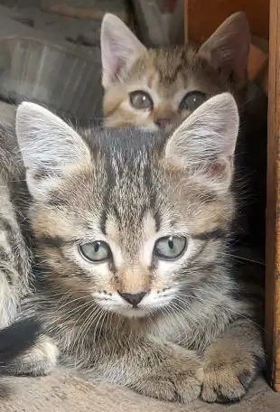 Котята-тигрята в дар, фотография 3