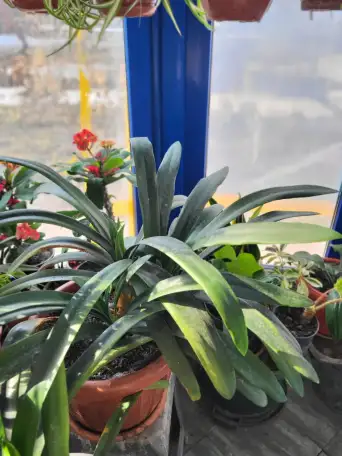 Продам Кливию, фотография 2