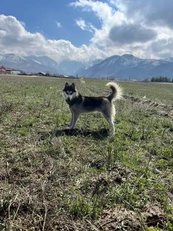 Пропал щенок породы маламут, фотография 2