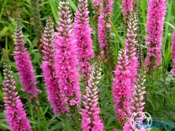 Вероника длиннолистная Роял Пинк, фотография 1