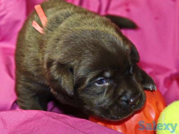 Великолепные щенки шоколадного лабрадора, фотография 2