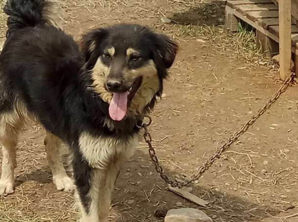 Собаки из приюта  свет надежды, фотография 6