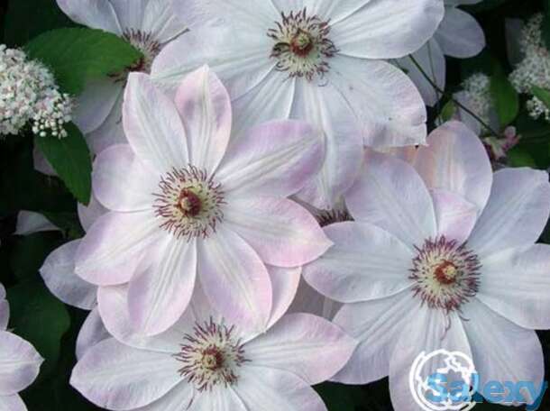 Клематис дон (2), фотография 1