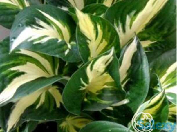 Хоста стинг (m), фотография 1