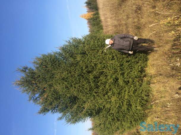 Саженцы крупномеры ель, сосна, береза, фотография 6