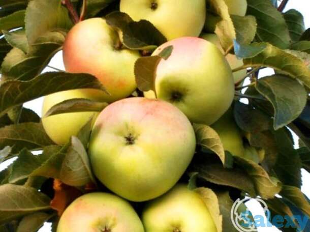 Яблоня колоновидная чаровница, фотография 1