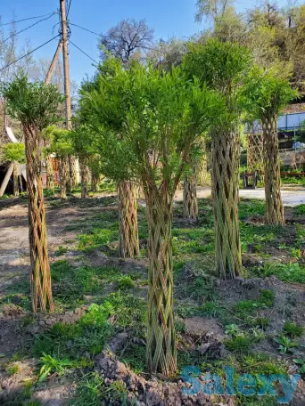 Плетеная ива (сибирская пальма) для Вашего сада!, фотография 7