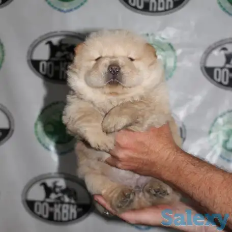 Щенки чау чау, фотография 1