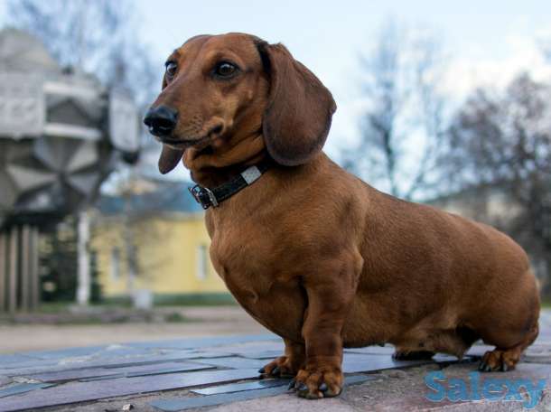 Продадим молодую симпатичную таксу - мальчик 12 месяцев с документами, фотография 3