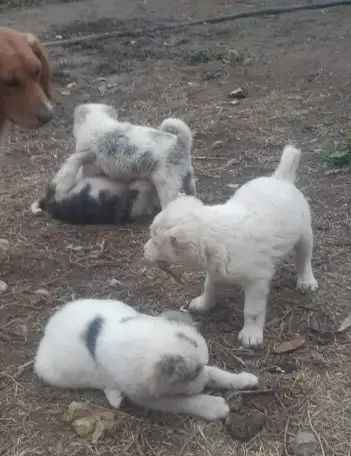 Продается ПАРОДИСТЫЕ щенки! Срочно, фотография 6