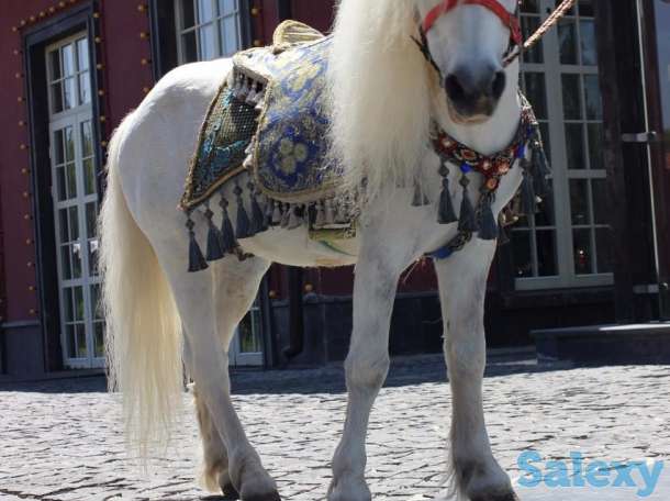 аренда пони, лошади, фотография 2