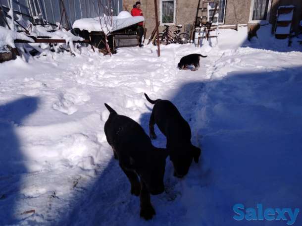 Щенки ротвейлера, фотография 2