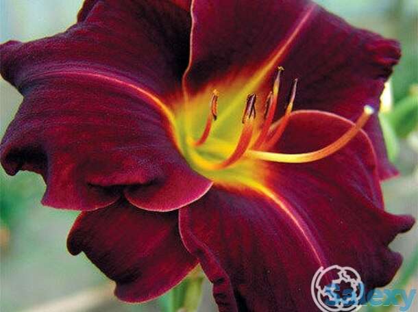 Лилейник Эд Мюрей, фотография 1