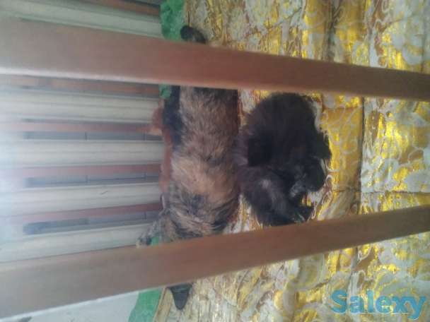 Дарю хороших котят, фотография 1