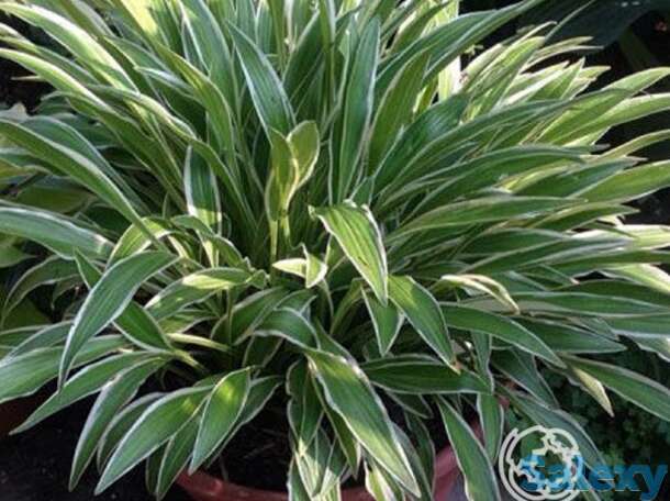 Хоста сэндхил крэйн (m), фотография 1