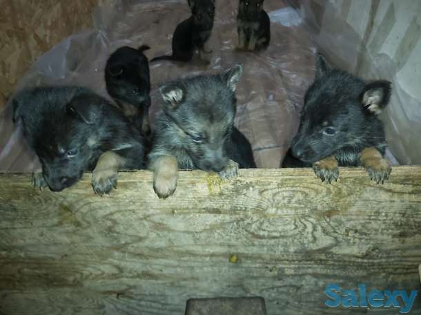Продам щенков Немецкой овчарки, фотография 3