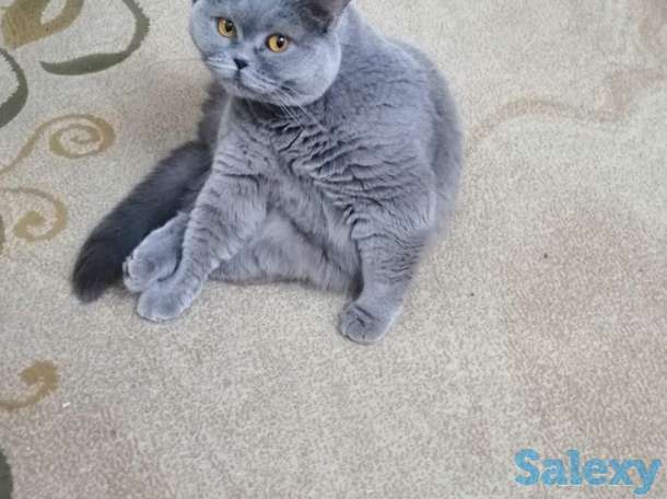Отдам британскую кошку в хорошие руки, фотография 2
