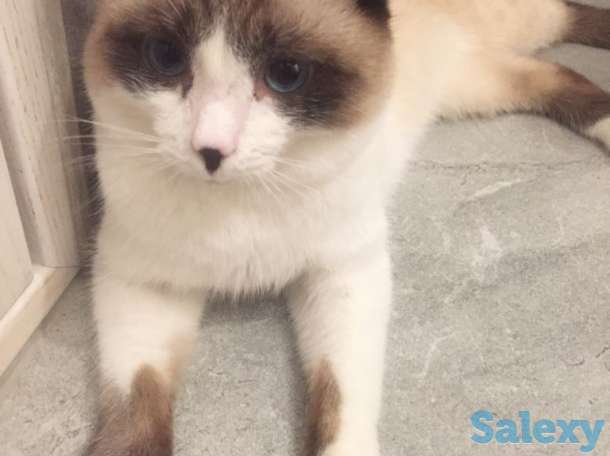 Отдаём кота, фотография 2