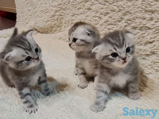 Шотландские  котята, фотография 5
