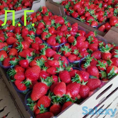 Разнорабочие, фотография 1