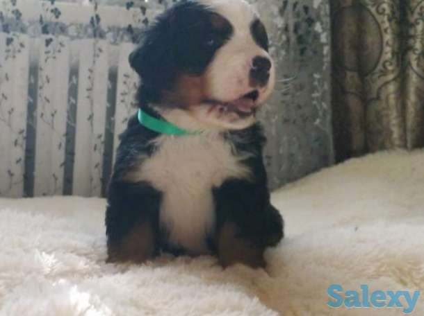 Продаются щенки Бернский зенненхунд, фотография 4