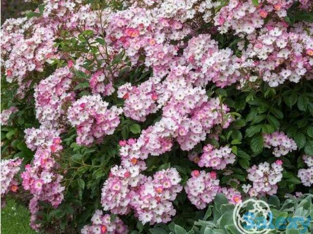 Роза балерина, гийо, фотография 1