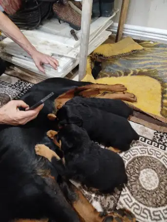 Продам, фотография 10