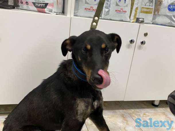 Отдам в хорошие руки, фотография 1