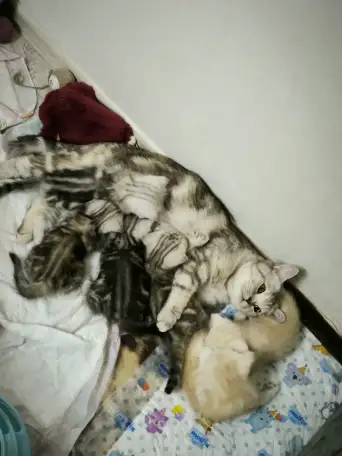 Шотландские котята, фотография 1