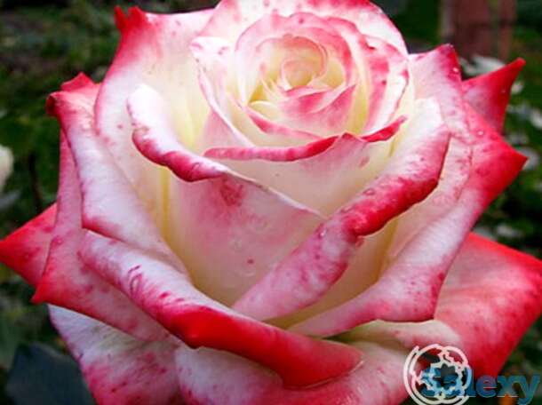 Роза Кайзер чайно-гибридная, фотография 1