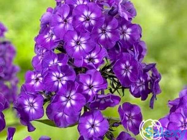 Флокс метельчатый Пепл Кисс, фотография 1