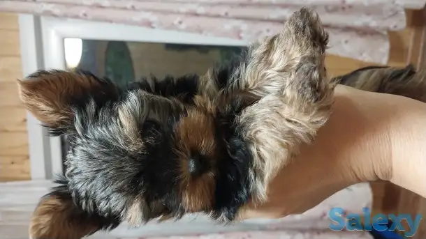 Продам, фотография 2