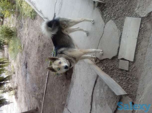 Спаривание, фотография 1