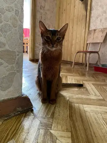 Продам кошку Абиссинка, фотография 2