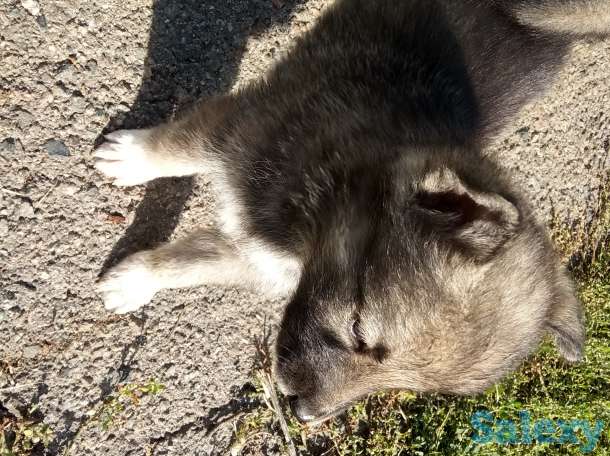 Щенки западно сибирской Лайки, фотография 2