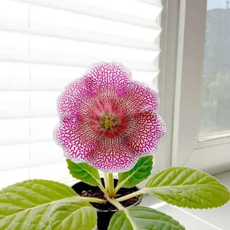 Глоксинии. Комнатные цветы., фотография 10