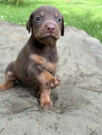 Щенки добермана, фотография 3