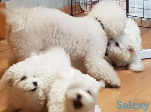 Продажа щенков Бишон Фризе, фотография 4