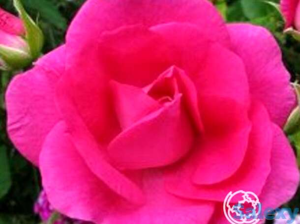 Роза капитан самуэль холланд канадская парковая п/с, фотография 1