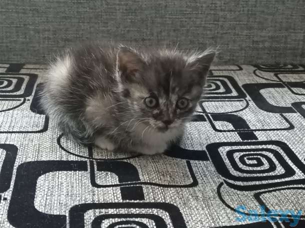 Две девочки ищут себе дом, фотография 2