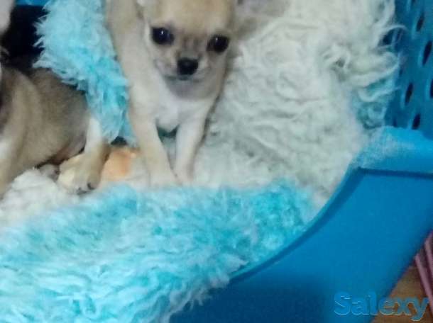 Щенки чихуахуа,девочки., фотография 2